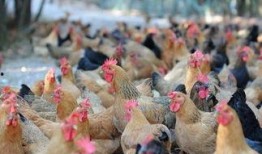 爆料养鸡套路视频大全,养鸡套路视频大全深度解析